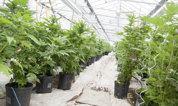 The town of Grimsby is looking at ways to reduce odours from potential cannabis grow operations.